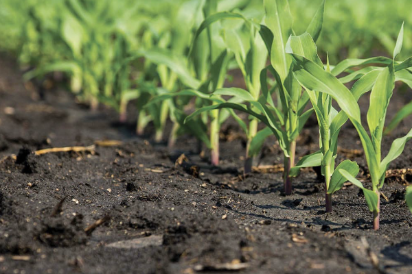 Moving forward in this growing season, it's essential to be vigilant and flexible.